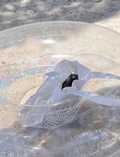 A black bird with a pointed beak is nestled inside a white mesh bag placed within a clear Tube Pool Ring on sandy ground. The float features the brand name 